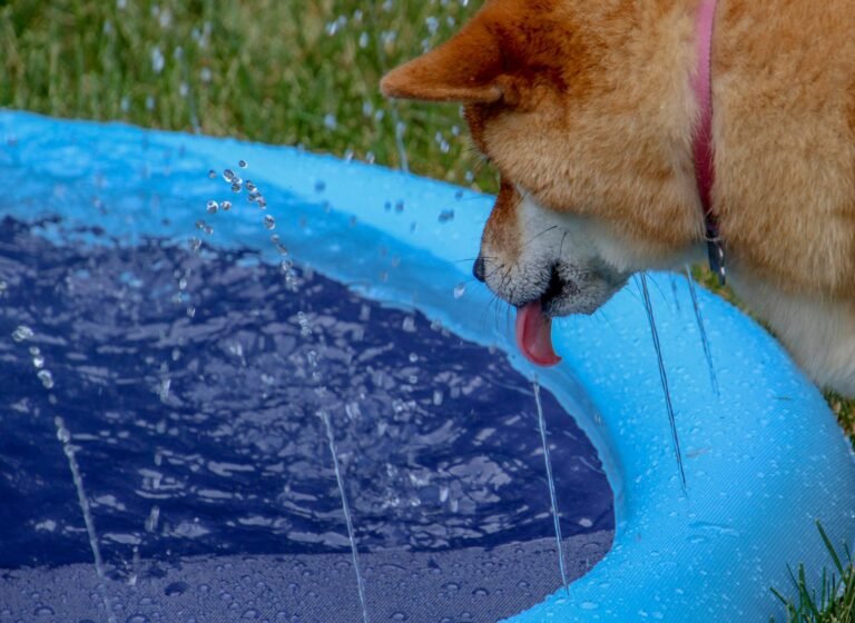 The Pool Is Gone. The Kids Have a Kiddie Pool. And Honestly? Best Summer Yet.